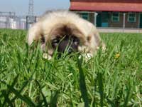 Кавказкая овчарка - щенки