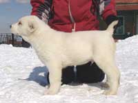 Среднеазиатская овчарка - щенки