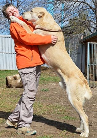 Среднеазиатская овчарка - Каллисто - 14 месяцев